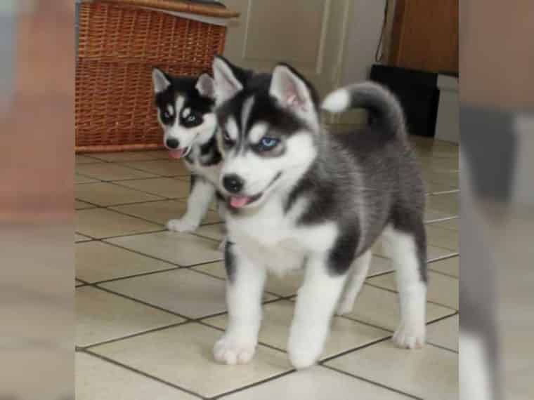 Foto Regalo cuccioli Siberian Husky Maschio e Femmina