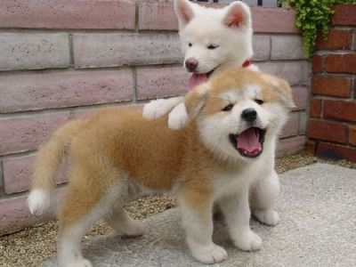 Foto REGALO due cuccioli di Shiba Inu per l'adozione