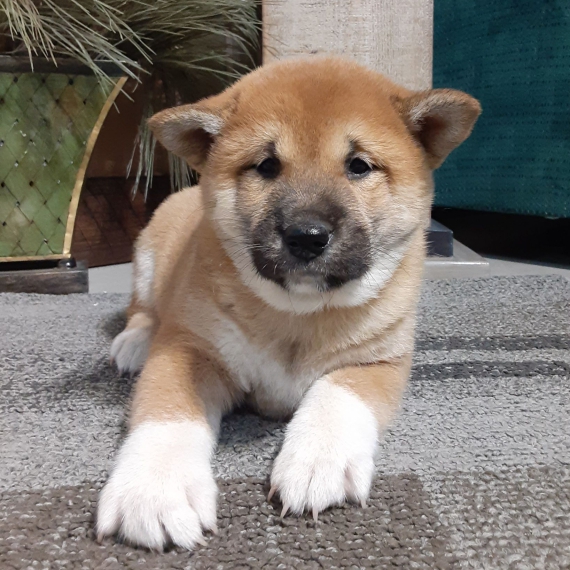 Foto REGALO due cuccioli di Shiba Inu per l'adozione