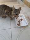 Foto Regalo due gattine meravigliose