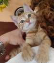 Foto regalo gattina cucciola