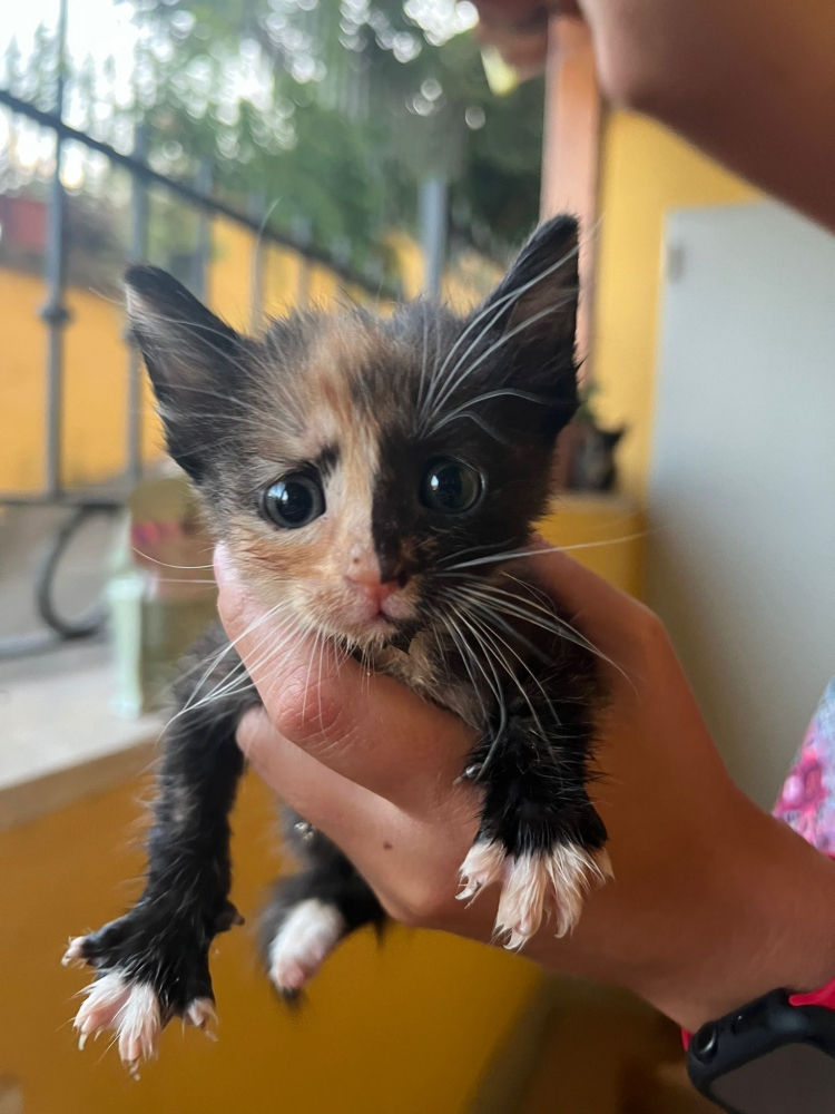 Foto Regalo Gattini Roma 