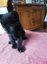 Foto Regalo gattino maschio nero nato il 22 Luglio 2022