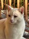 Foto Regalo gatto bianco