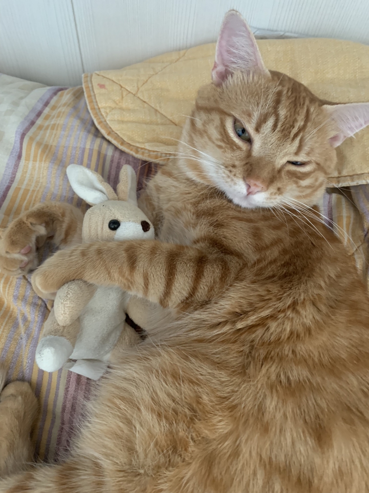 Foto Regalo gatto rosso di 18 mesi Dossobuono