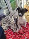 Foto Regalo meraviglioso cucciolo incrocio border collie