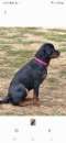 Foto Regalo Rottweiler femmina di 1 anno