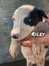 Foto Riley cucciola