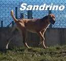 Foto RIPROPONIAMO SANDRINO