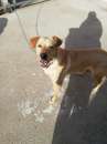Foto Rocky cucciolone incrocio labrador