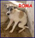 Foto ROMA cucciola 5 mesi abbandonata in canile