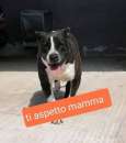 Foto ROSETTA 8anni buona e socievole rimasta sola!SUD