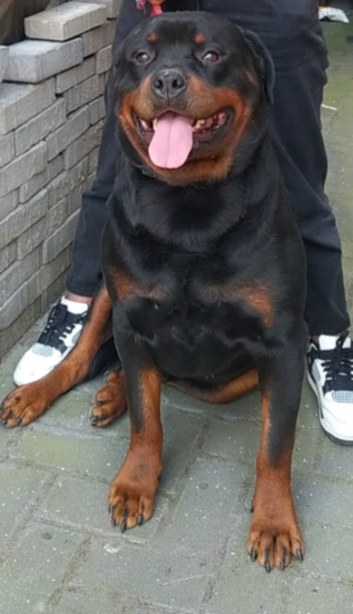Foto Rottweiler 