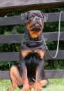 Foto Rottweiler cuccioli in vendita
