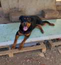 Foto Rutt, Rottweiler 1 anno: rimasto solo in un box; CERCA URGENTEMENTE CASA!