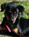 Foto Santiago meraviglioso mix rottweiler pastore