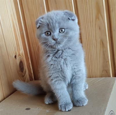 Foto Scottish fold cerca una famiglia amorevole.