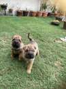 Foto Sharpei
