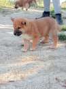 Foto SHIBA INU CON PEDIGREE ENCI