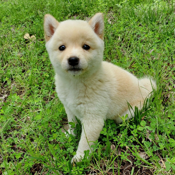 Foto Shiba Inu cuccioli per l'adozione