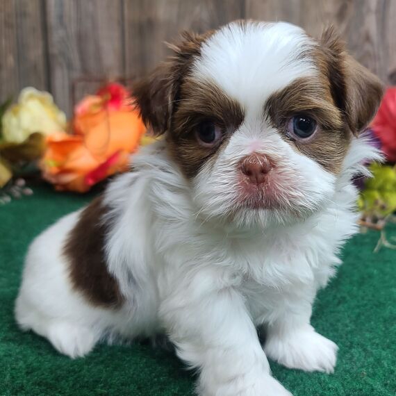 Foto Shih Tzu cuccioli per l'adozione