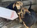 Foto Si regalano cuccioli