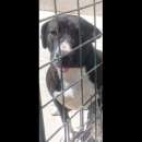Foto SILVESTRO DOLCISSIMO CANE IN ADOZIONE
