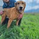 Foto Simpatia in adozione