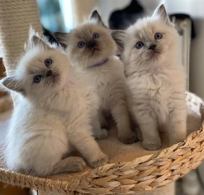 Foto Simpatici gattini Ragdoll maschi e femmine disponibili per a