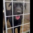 Foto SIRIUS MIX LABRADOR CANE IN ADOZIONE