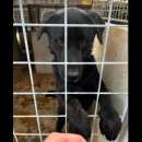 Foto SIRIUS MIX LABRADOR CANE IN ADOZIONE