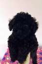 Foto Spettacolare cagnolino colore nero di barboncino toy