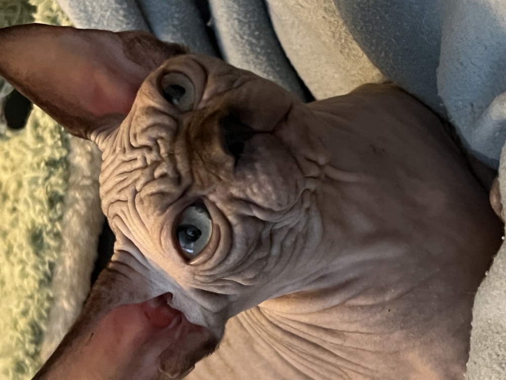 Foto Sphynx 
