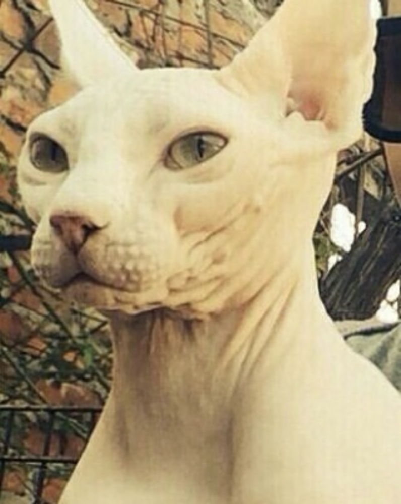 Foto Sphynx 