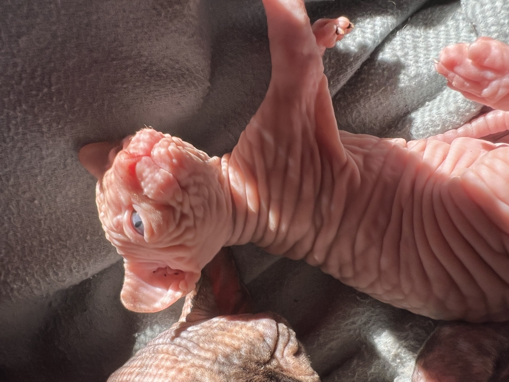 Foto Sphynx 