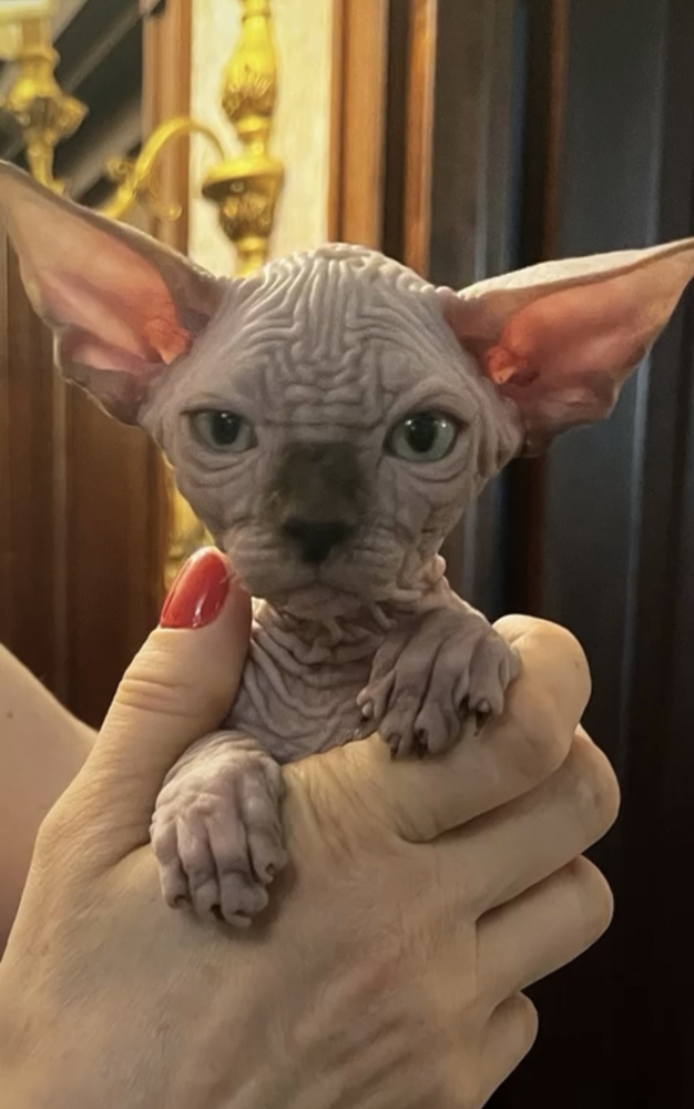 Foto Sphynx 