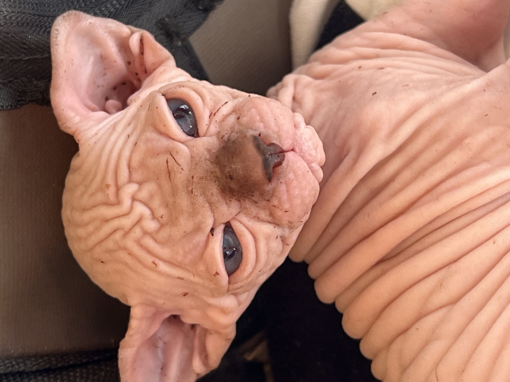 Foto Sphynx 