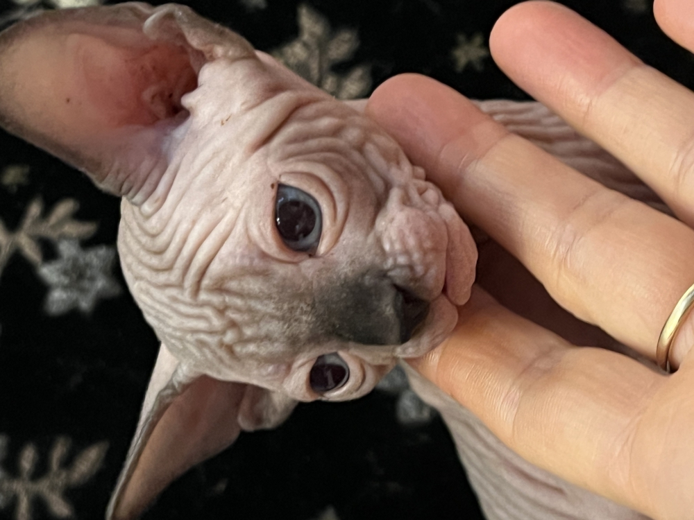 Foto Sphynx 