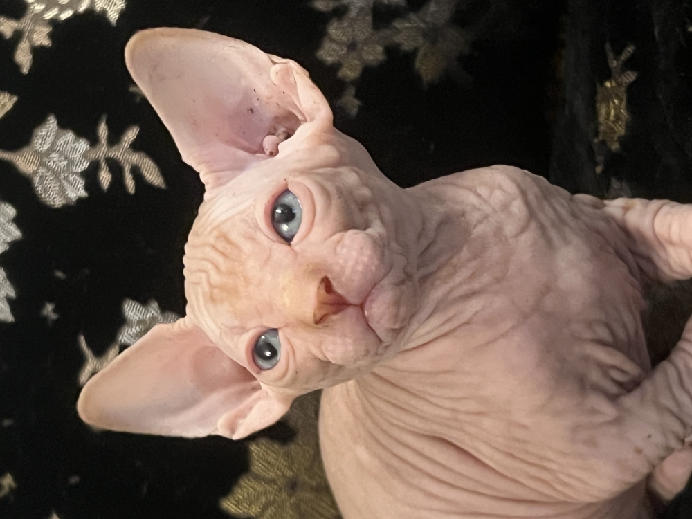 Foto Sphynx 
