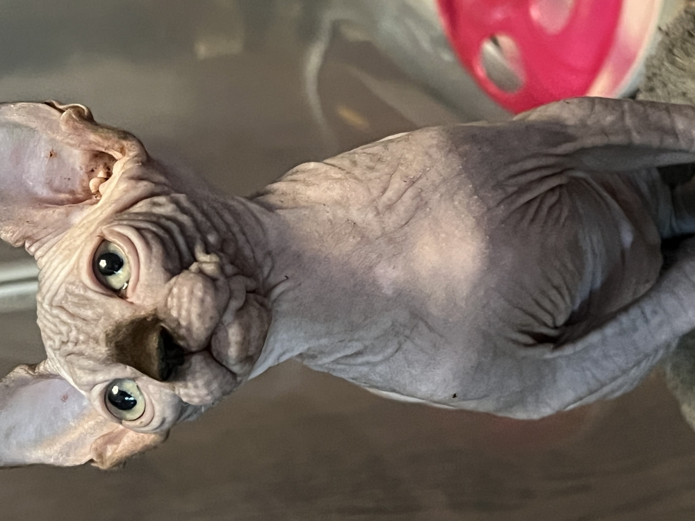 Foto Sphynx 