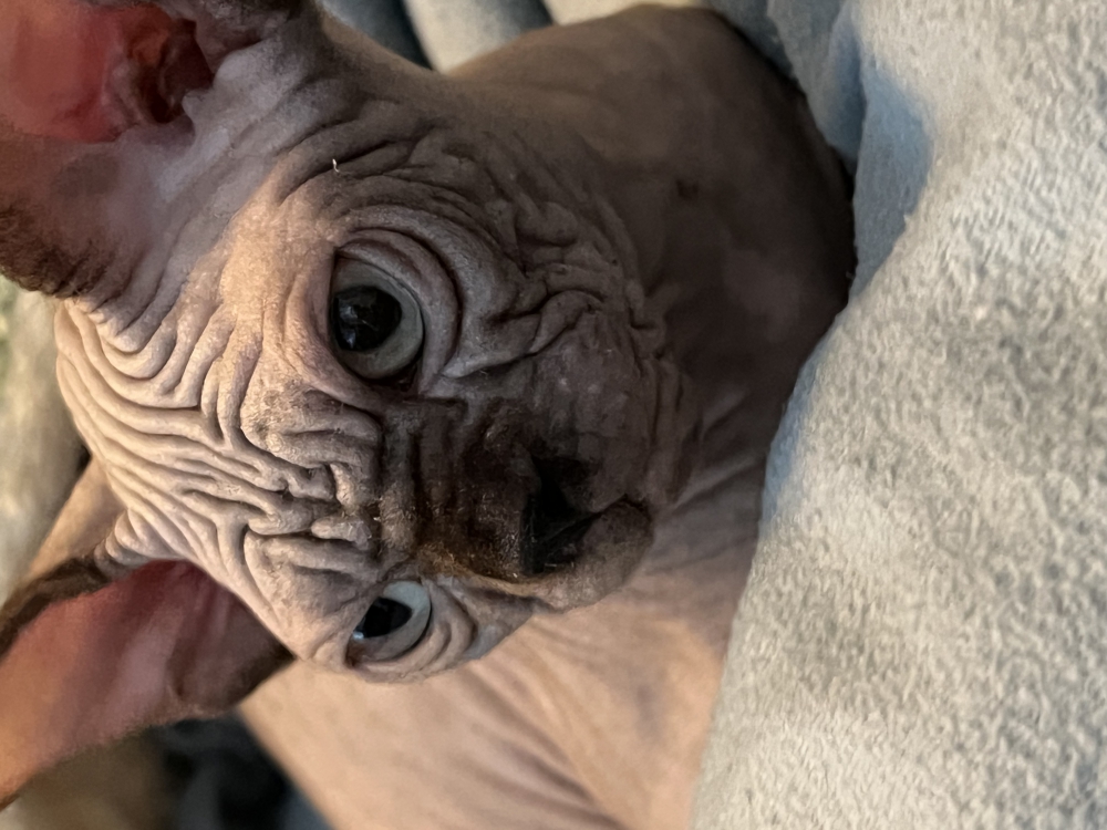 Foto Sphynx 