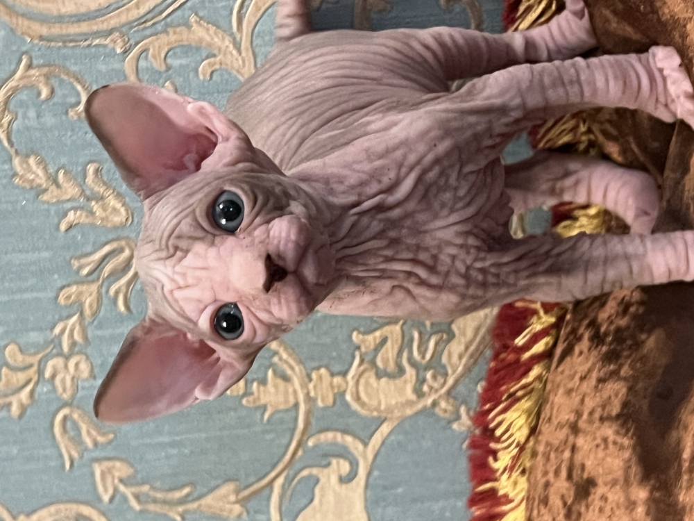 Foto Sphynx 