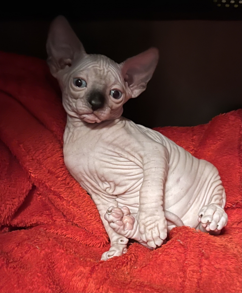 Foto Sphynx 