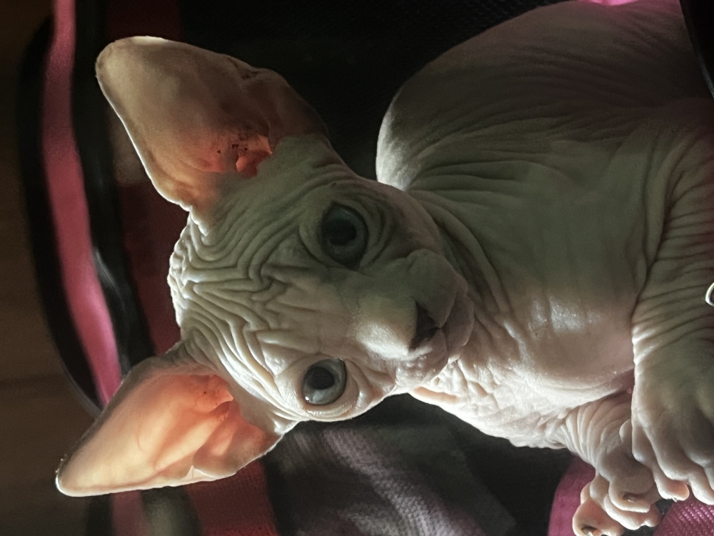 Foto Sphynx 
