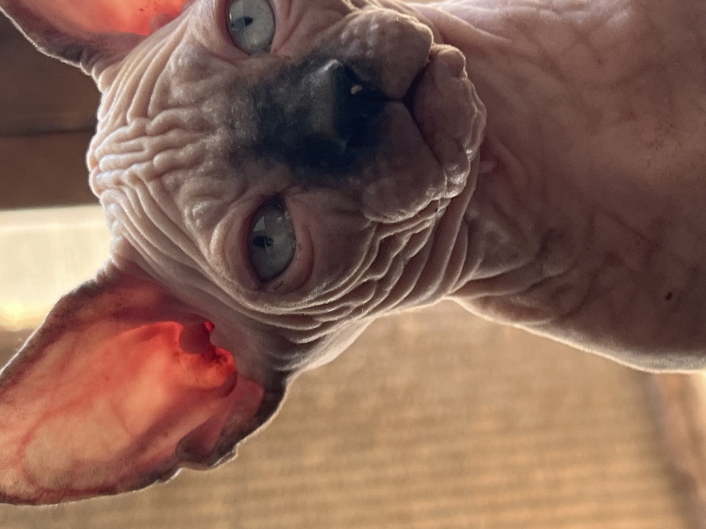 Foto Sphynx