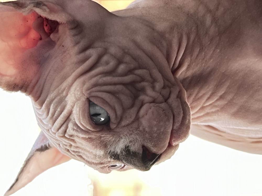 Foto Sphynx