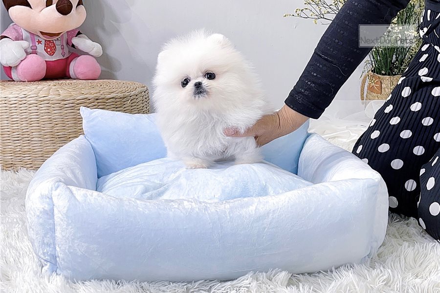 Foto Spitz di Pomerania  cuccioli