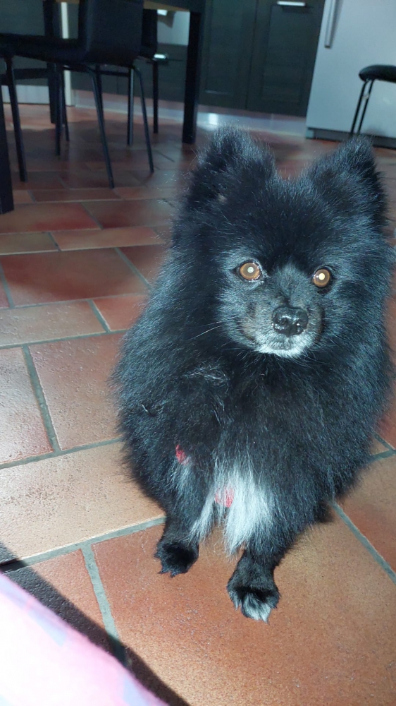 Foto Spitz pomerania maschio nero 4 kg 