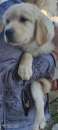 Foto Splendidi cuccioli mix labrador border collie