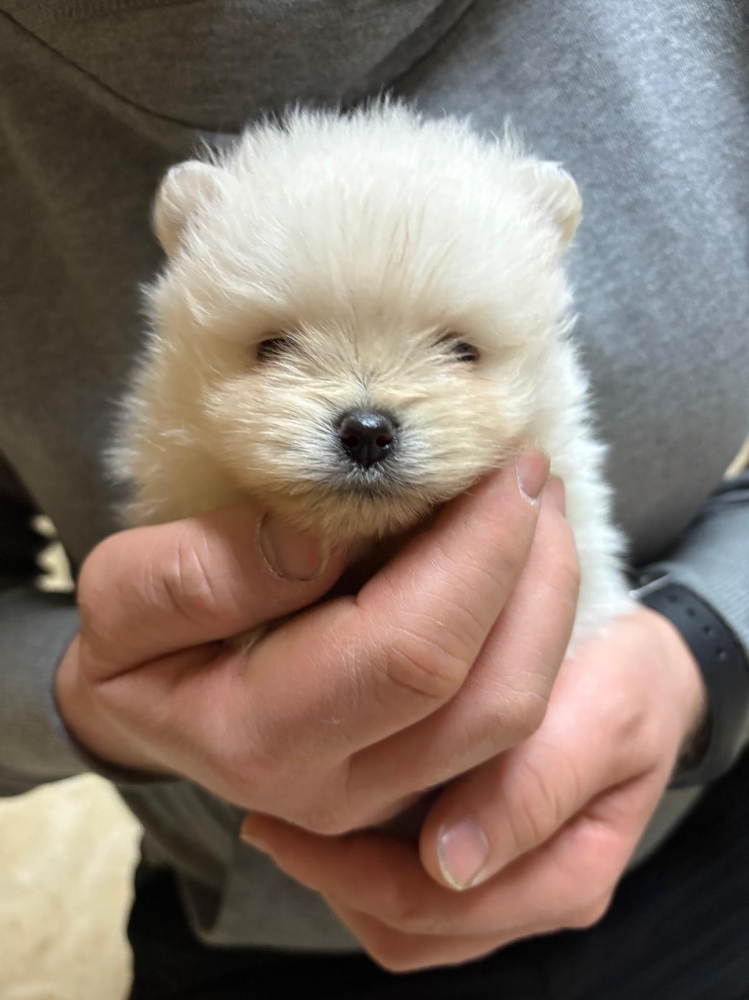 Foto Splendidi cuccioli Volpino di Pomerania Spitz Tedesco Nano 